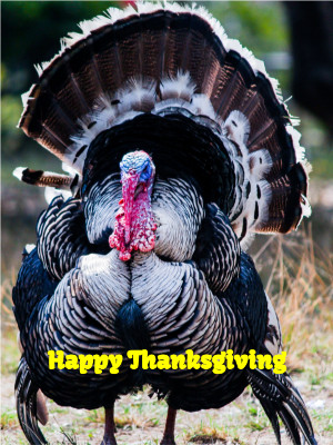 Happy Thanksgiving - Thanksgiving Photocard